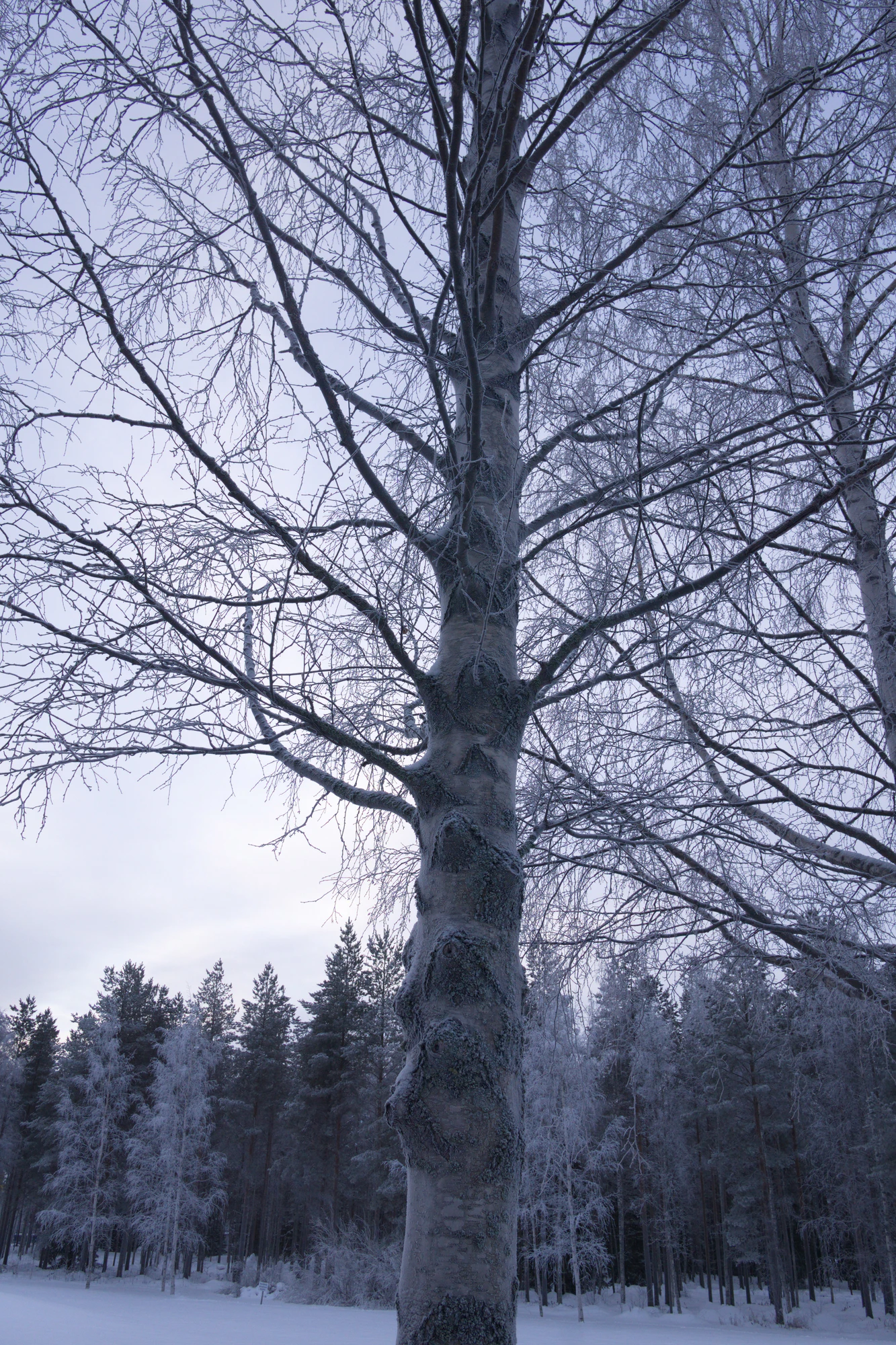 frosty trees 025 — Скачать