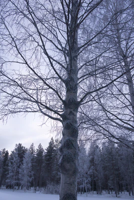 frosty trees 025 — Скачать
