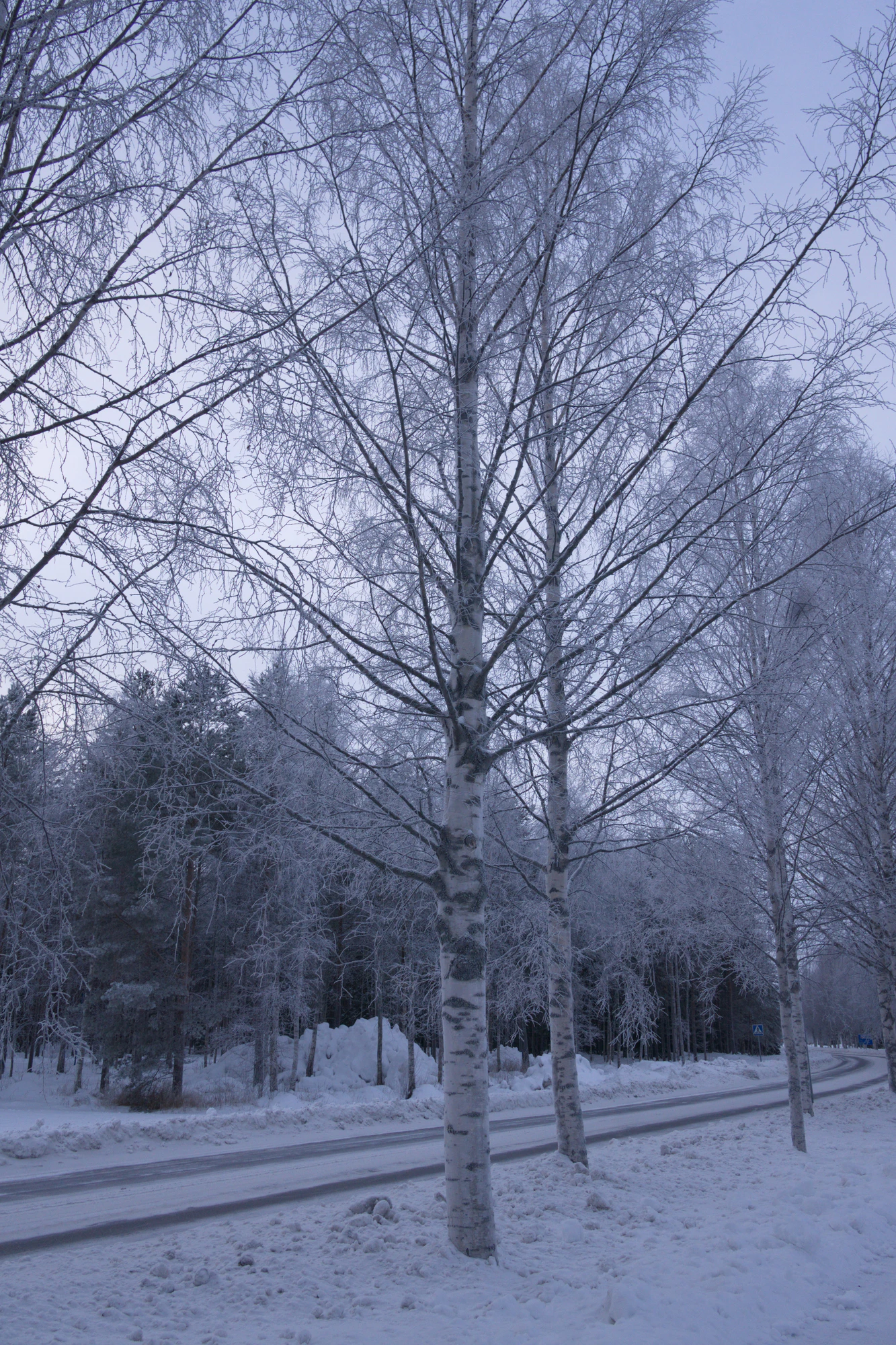 frosty trees 026 — Descargar