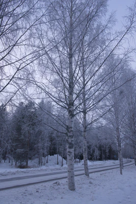 frosty trees 026 — Descargar