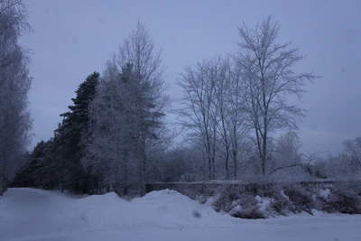 frosty trees 027 — Скачать