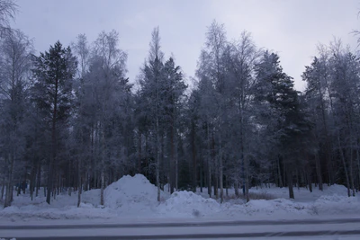 frosty trees 028 — Descargar