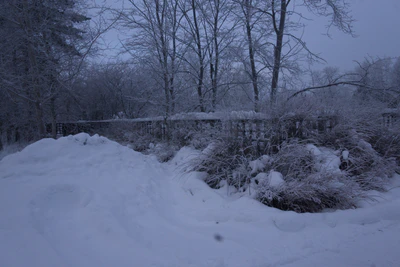 frosty trees 029 — Descargar