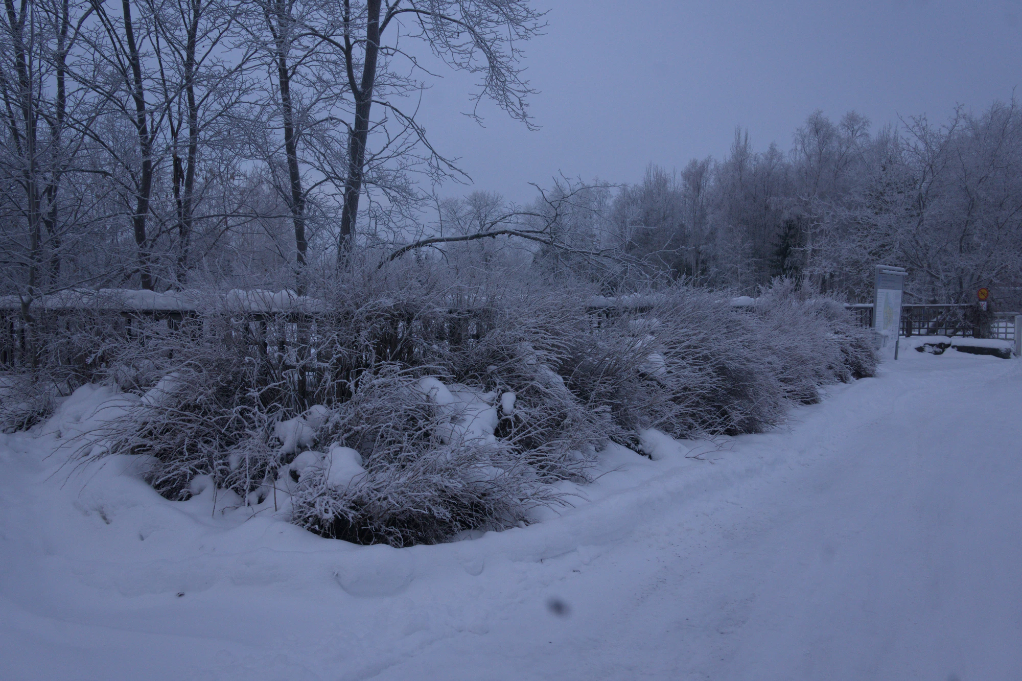 frosty trees 030 — Descargar