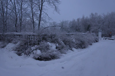 frosty trees 030 — Descargar