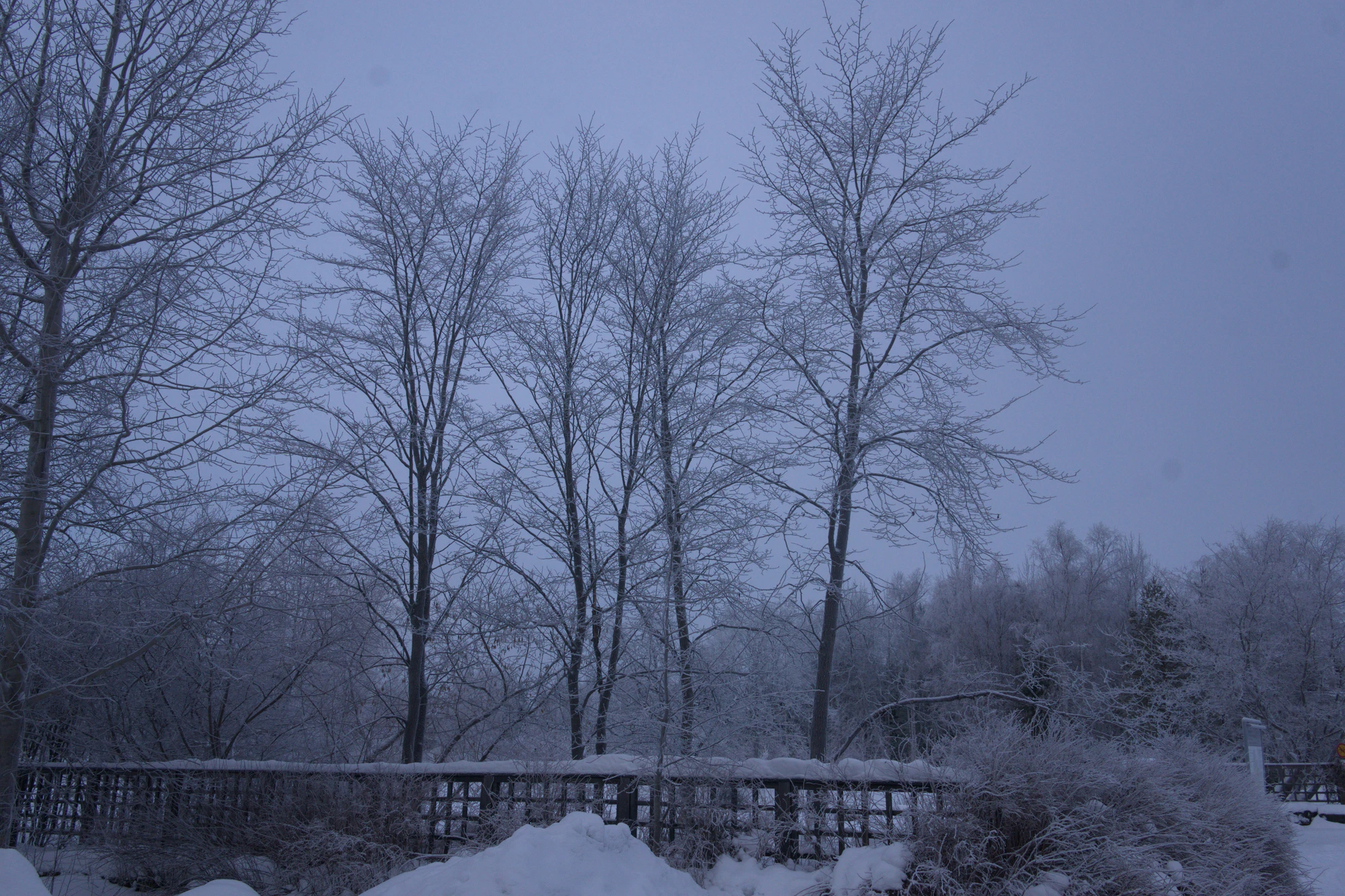 frosty trees 031 — Descargar
