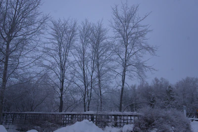 frosty trees 031 — Descargar