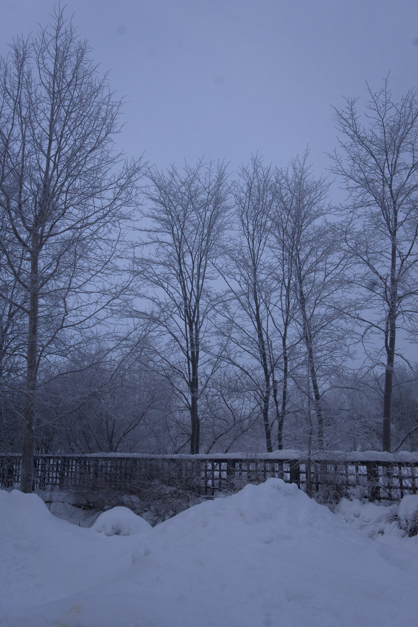 frosty trees 032 — Descargar