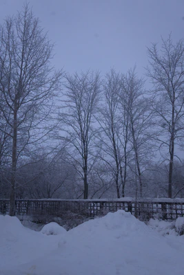 frosty trees 032 — Descargar