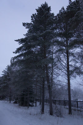 frosty trees 033 — Descargar