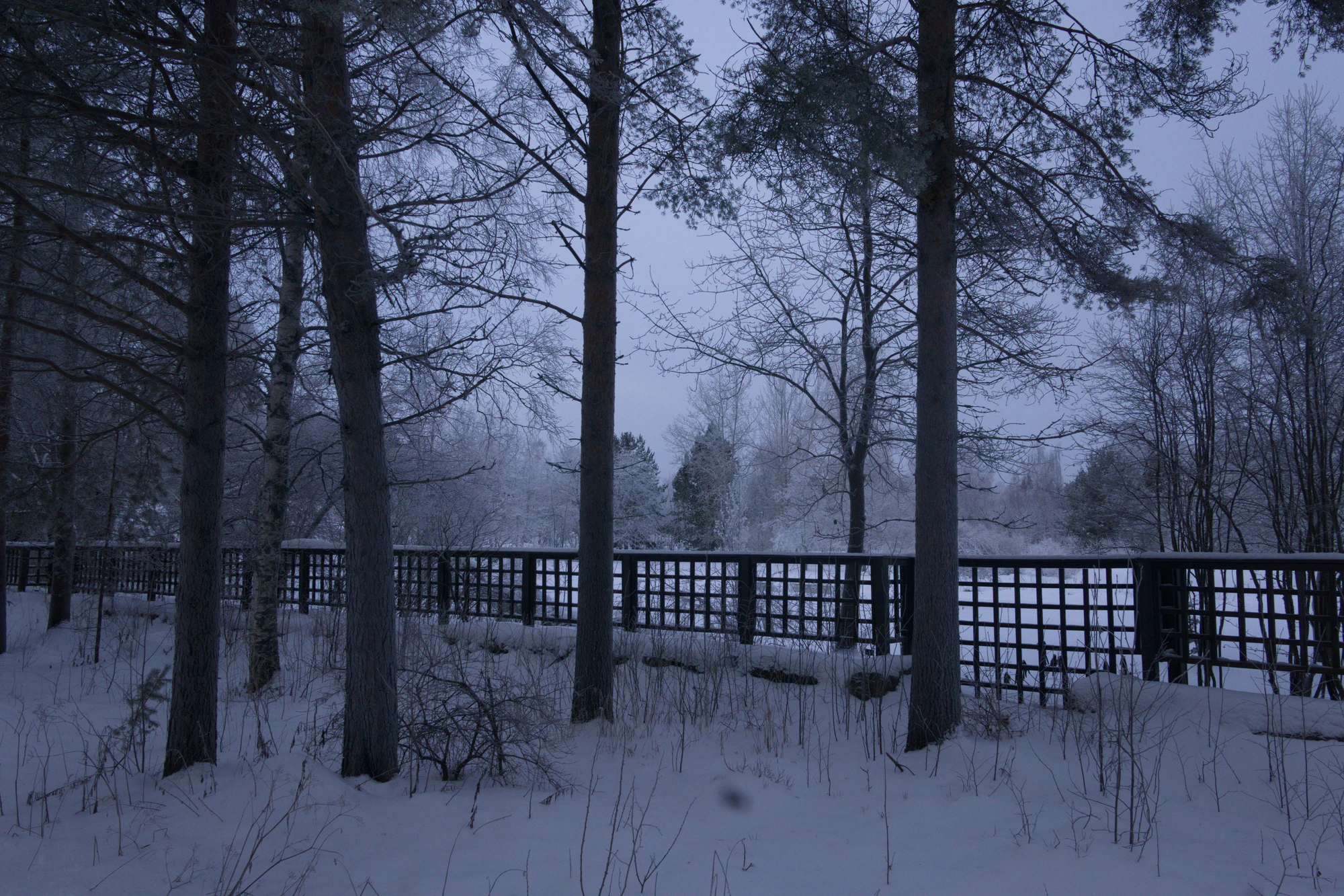 frosty trees 034 — Descargar