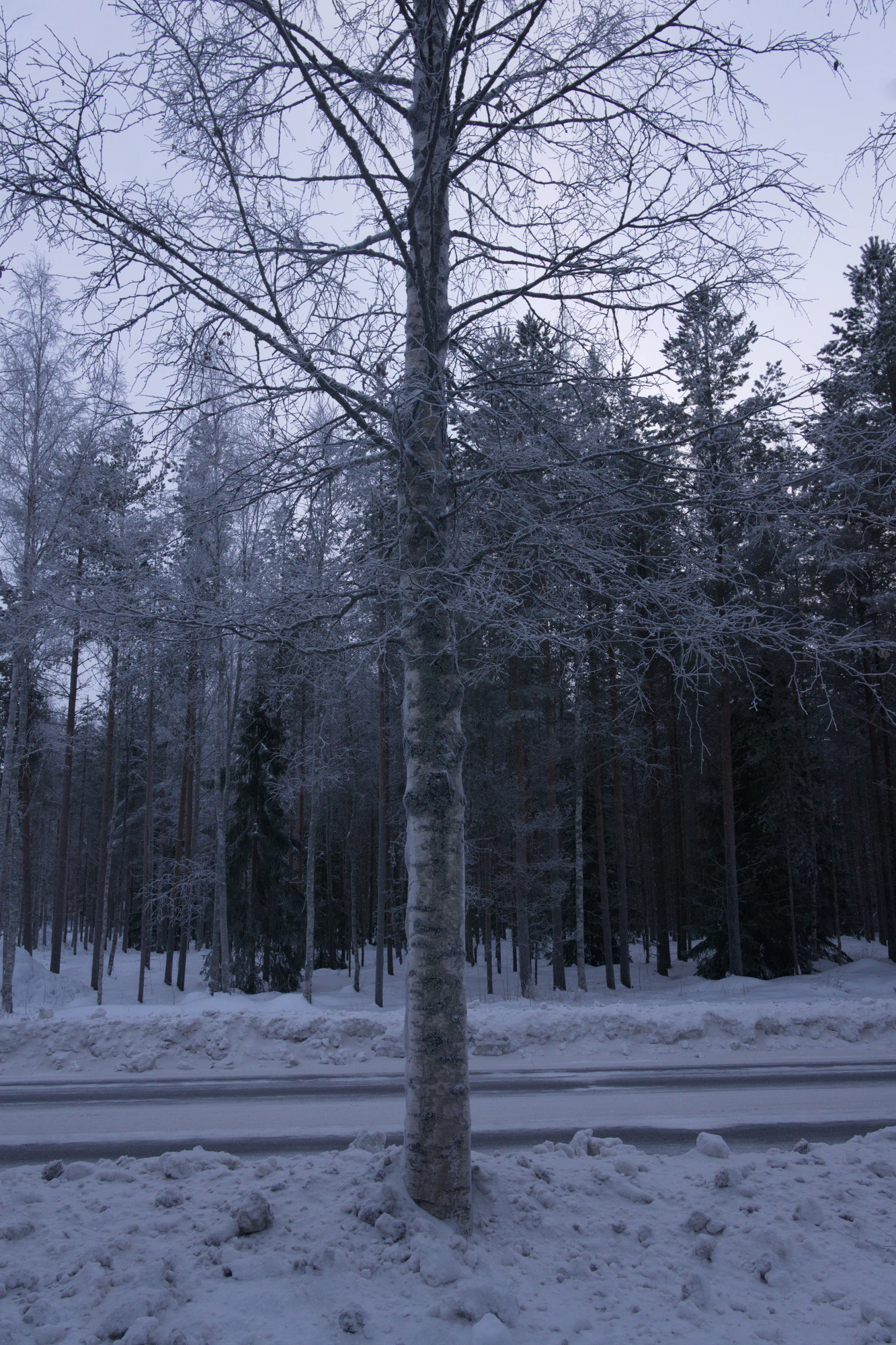 frosty trees 035 — Скачать
