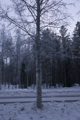 frosty trees 035 — Скачать