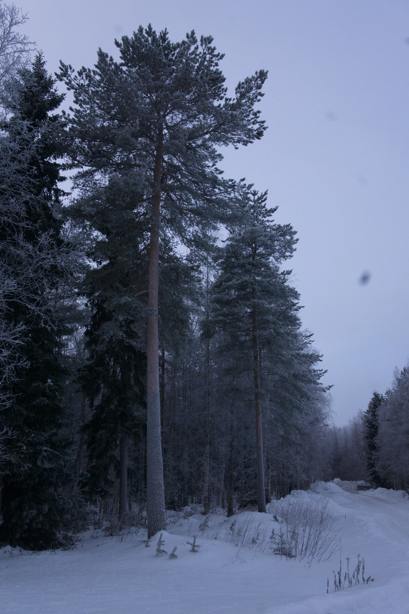 frosty trees 036 — Descargar