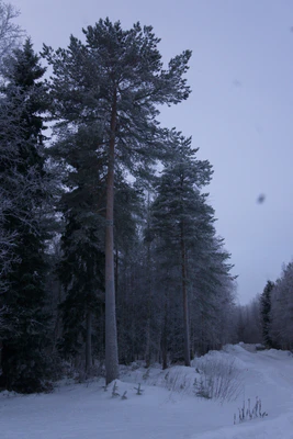 frosty trees 036 — Descargar