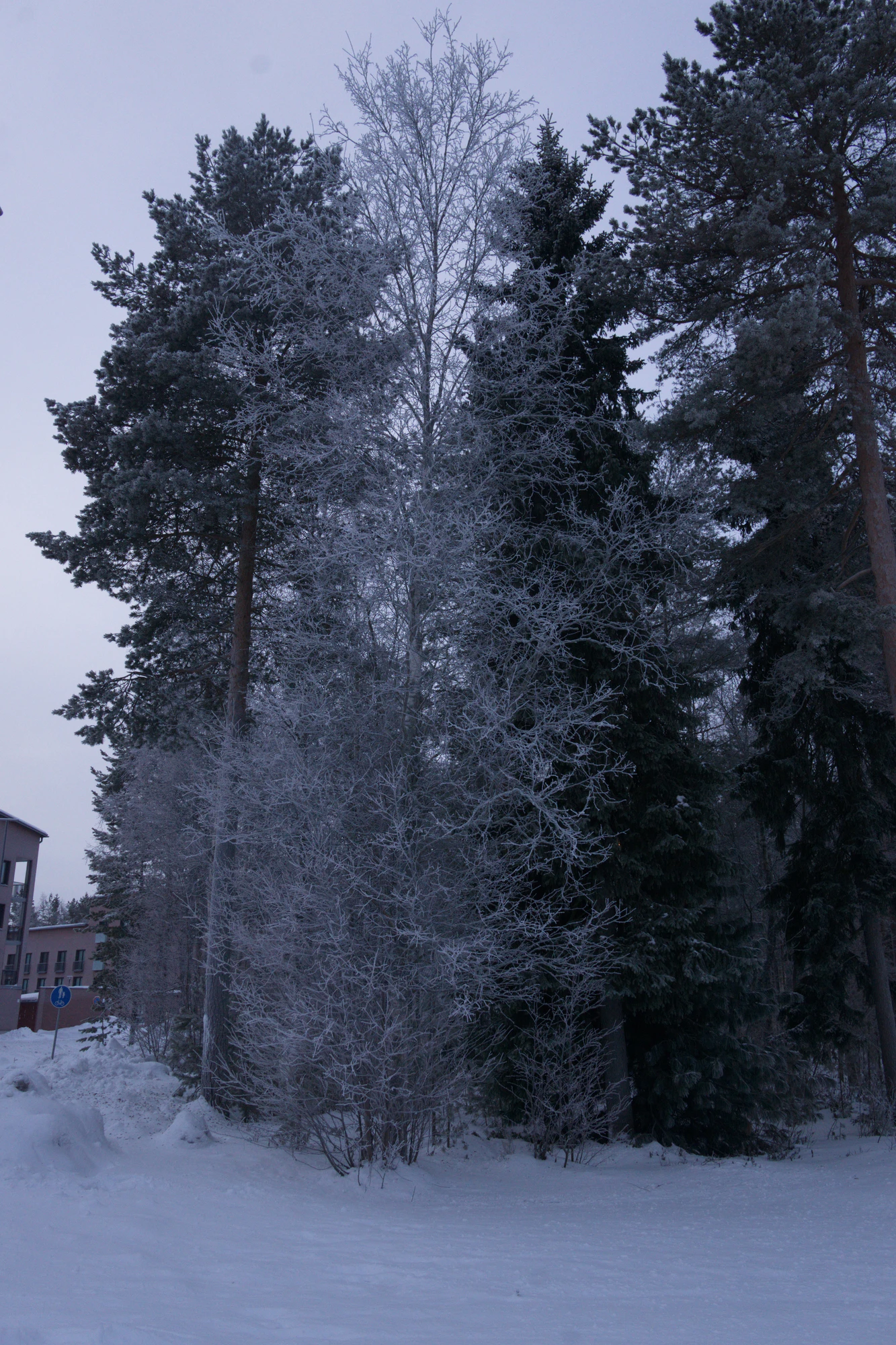 frosty trees 037 — Descargar