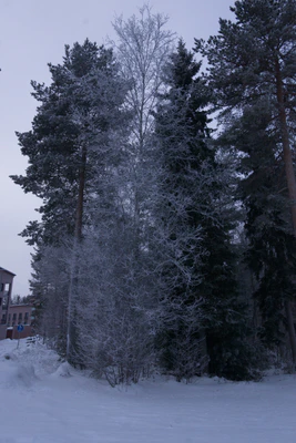 frosty trees 037 — Descargar