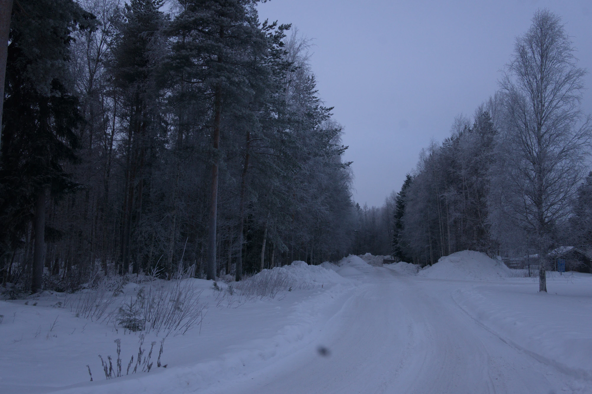 frosty trees 038 — Скачать