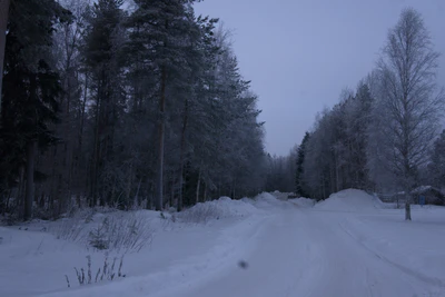 frosty trees 038 — Скачать