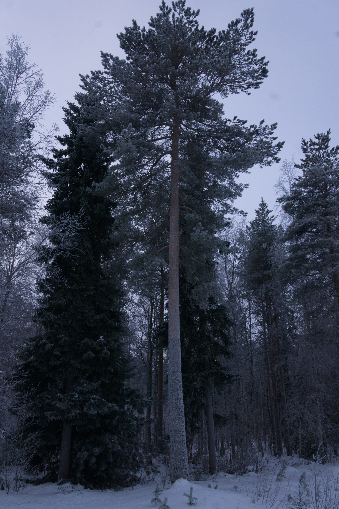 frosty trees 039 — Скачать
