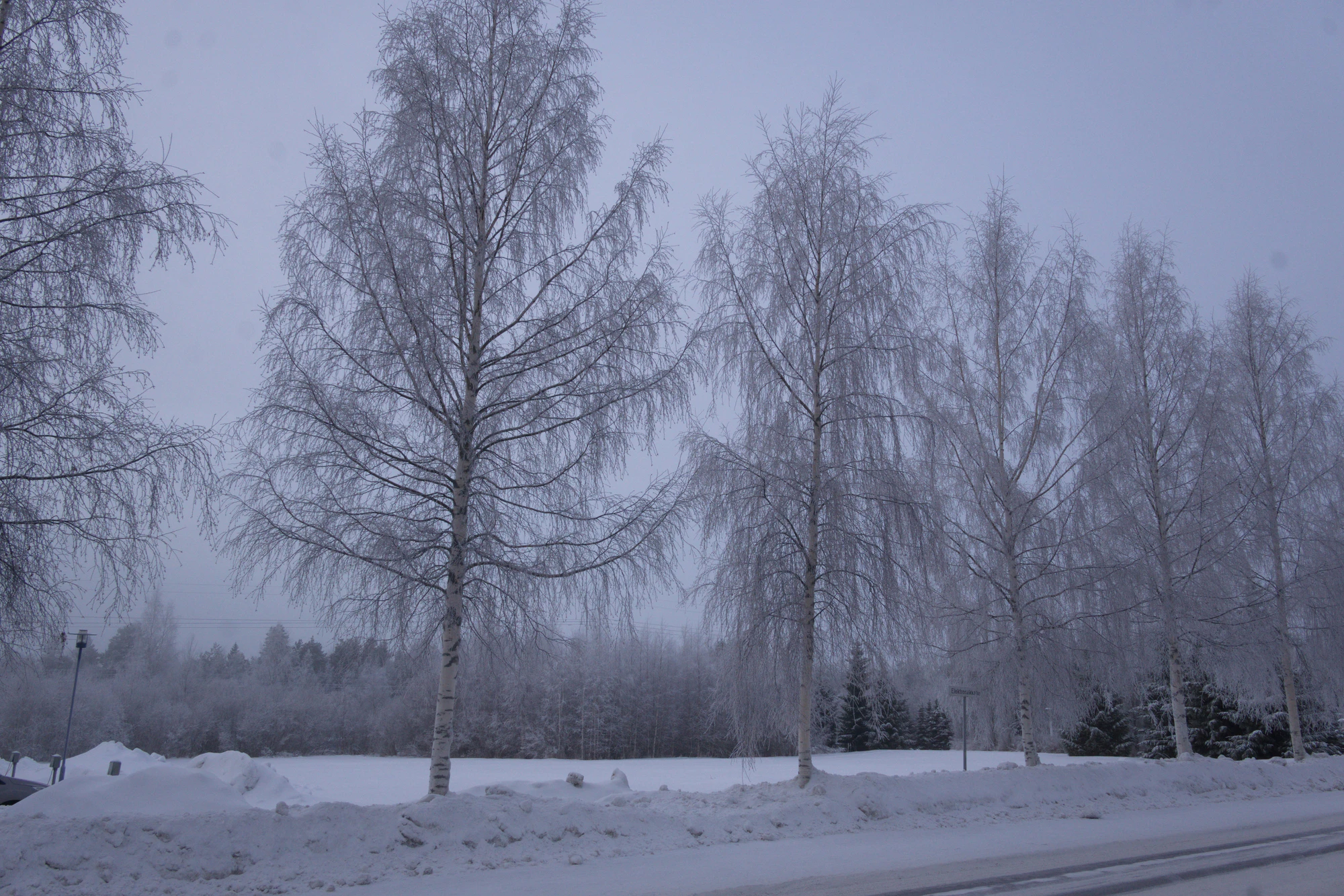 frosty trees 040 — Descargar
