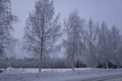 frosty trees 040 — Descargar