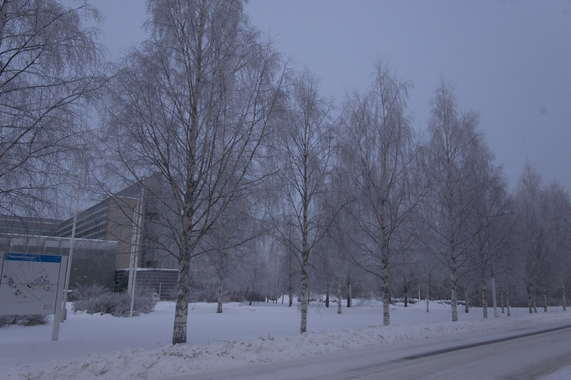 frosty trees 041 — Скачать