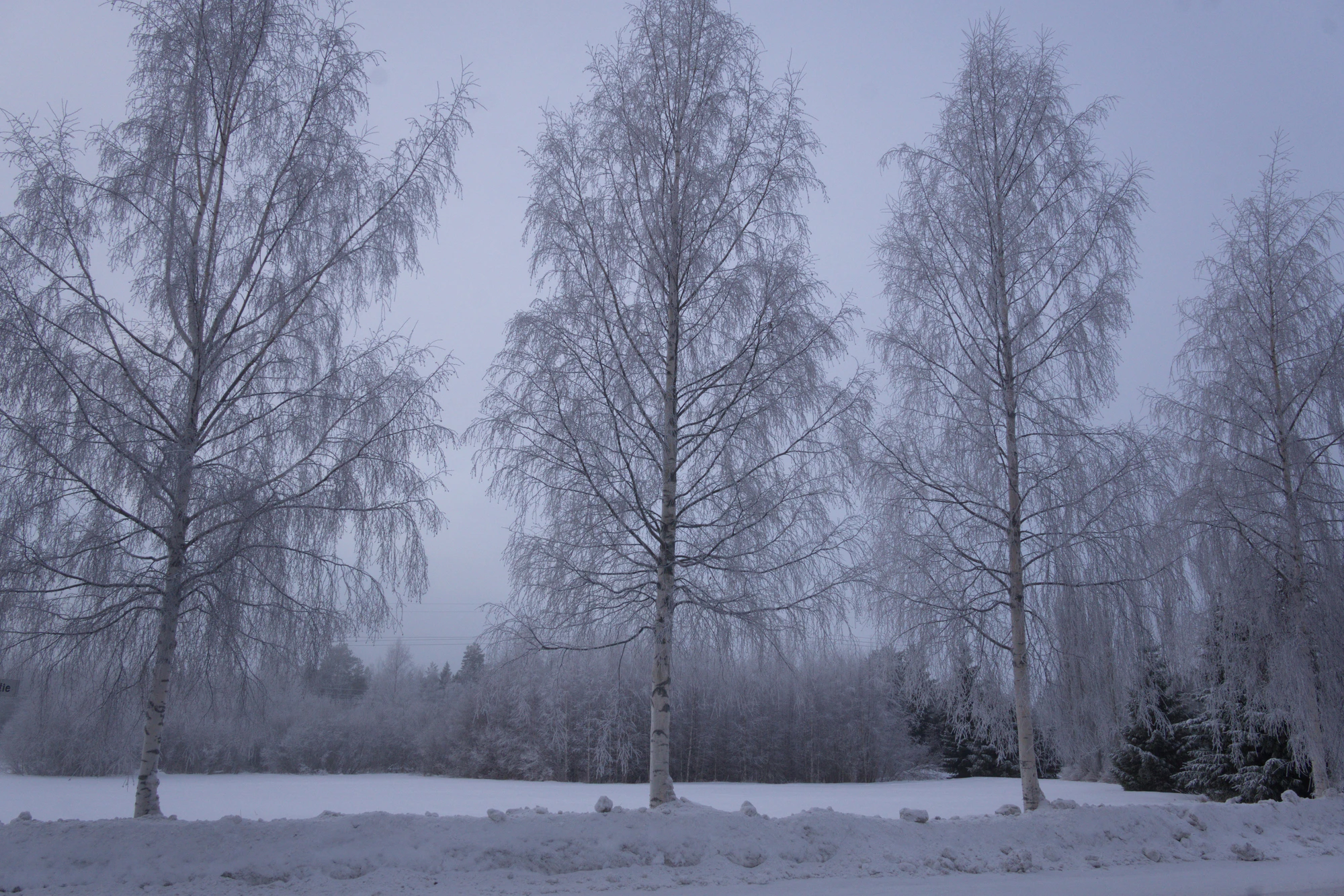 frosty trees 042 — Скачать