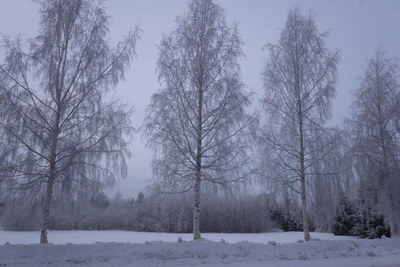 frosty trees 042 — Скачать