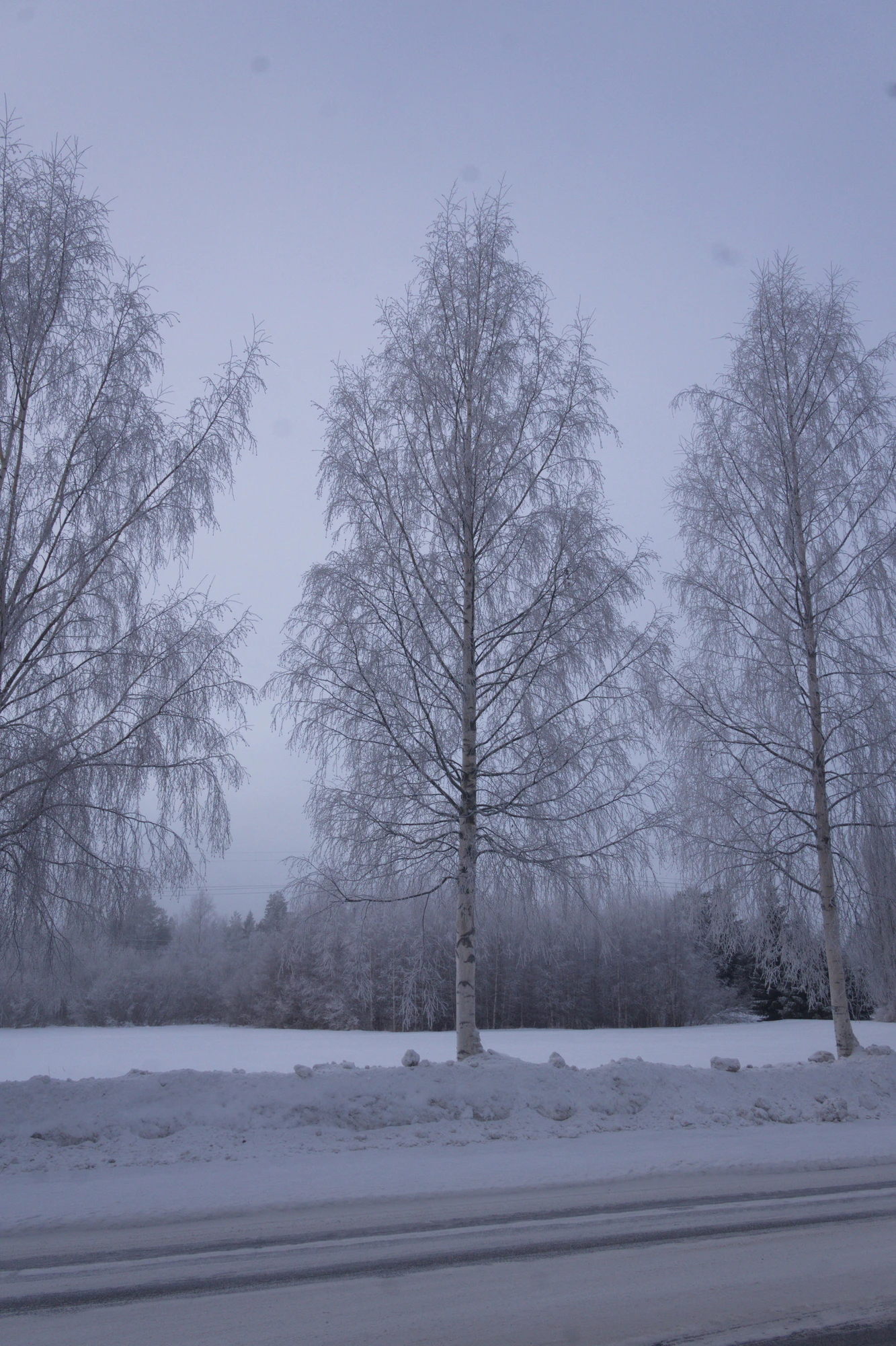 frosty trees 043 — Descargar