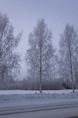 frosty trees 043 — Descargar
