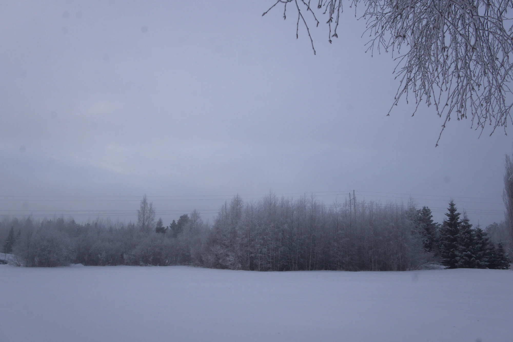 frosty trees 044 — Скачать