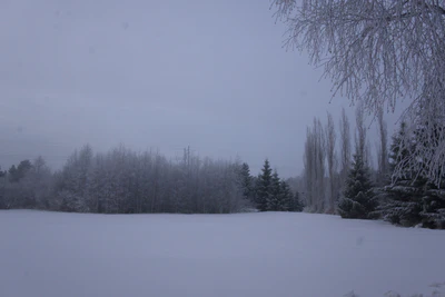 frosty trees 045 — Descargar
