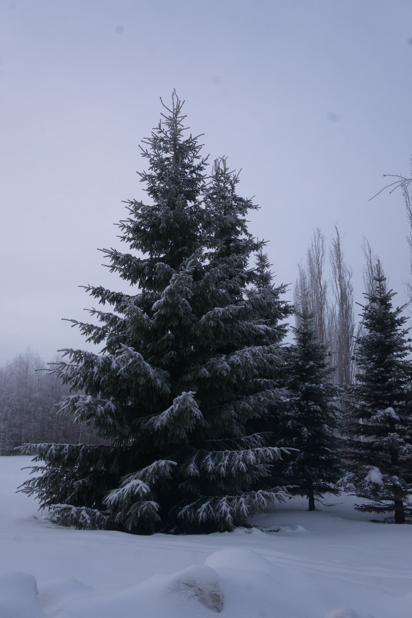 frosty trees 047 — Descargar