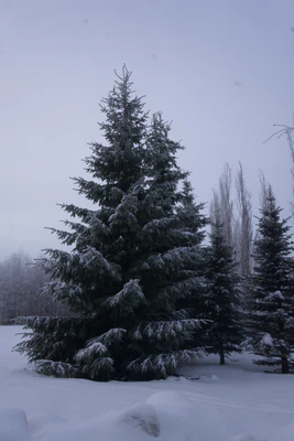 frosty trees 047 — Descargar