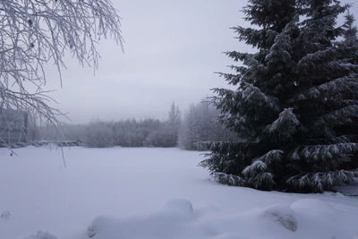 frosty trees 048 — Descargar