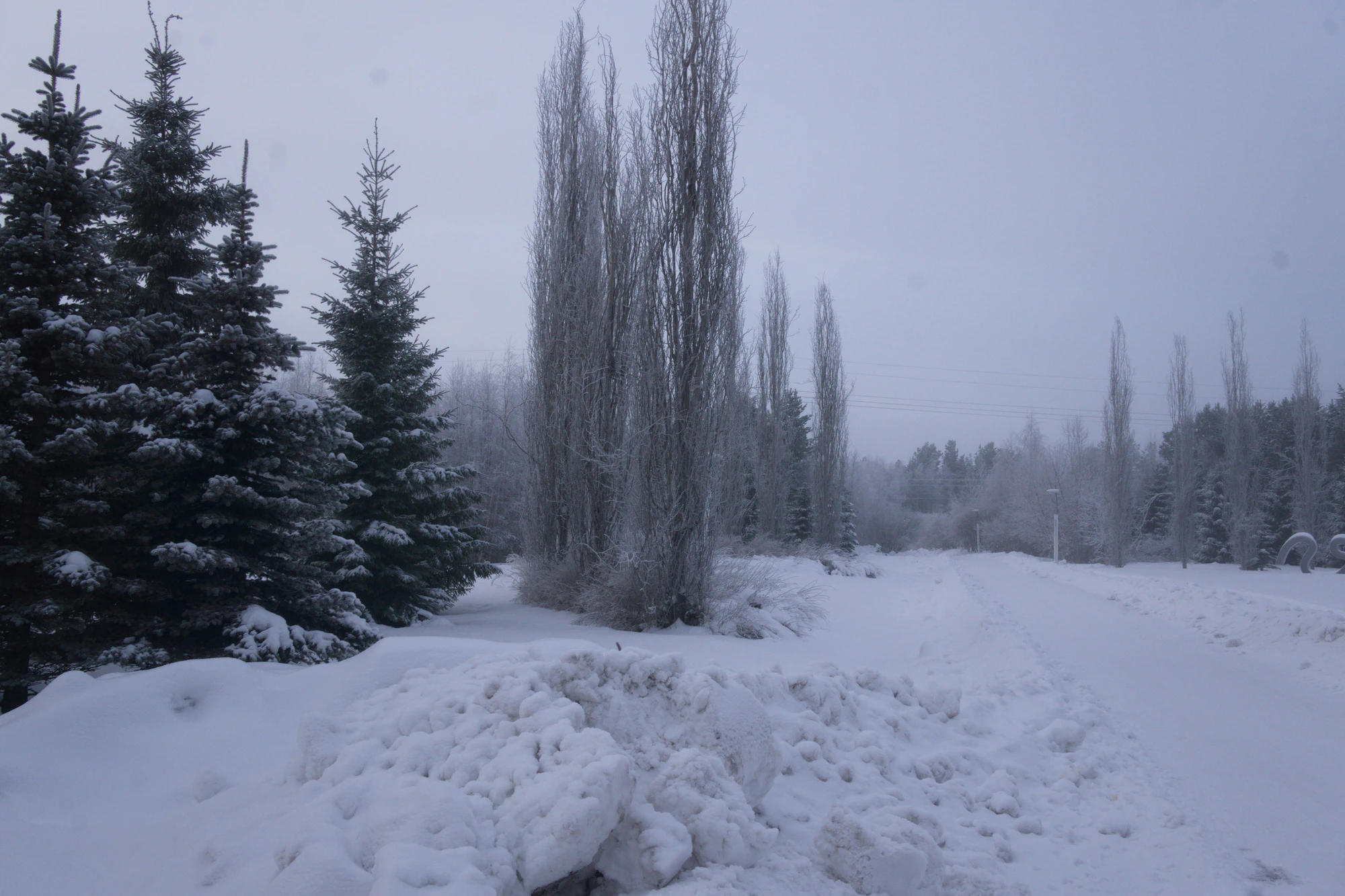 frosty trees 049 — Descargar