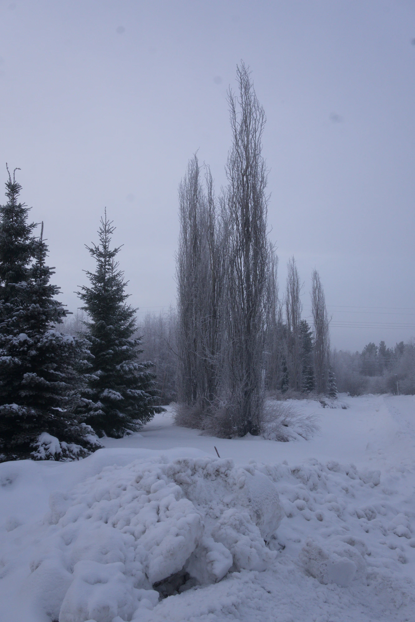 frosty trees 050 — Download