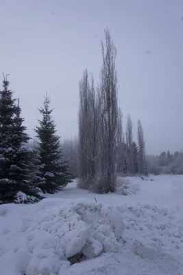 frosty trees 050 — Download