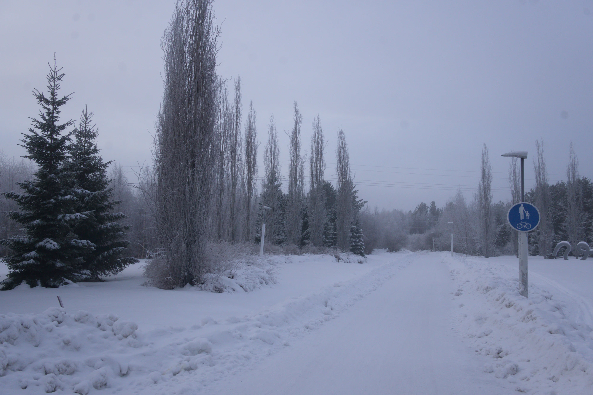 frosty trees 051 — Descargar