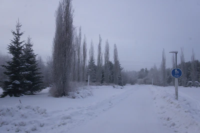 frosty trees 051 — Descargar