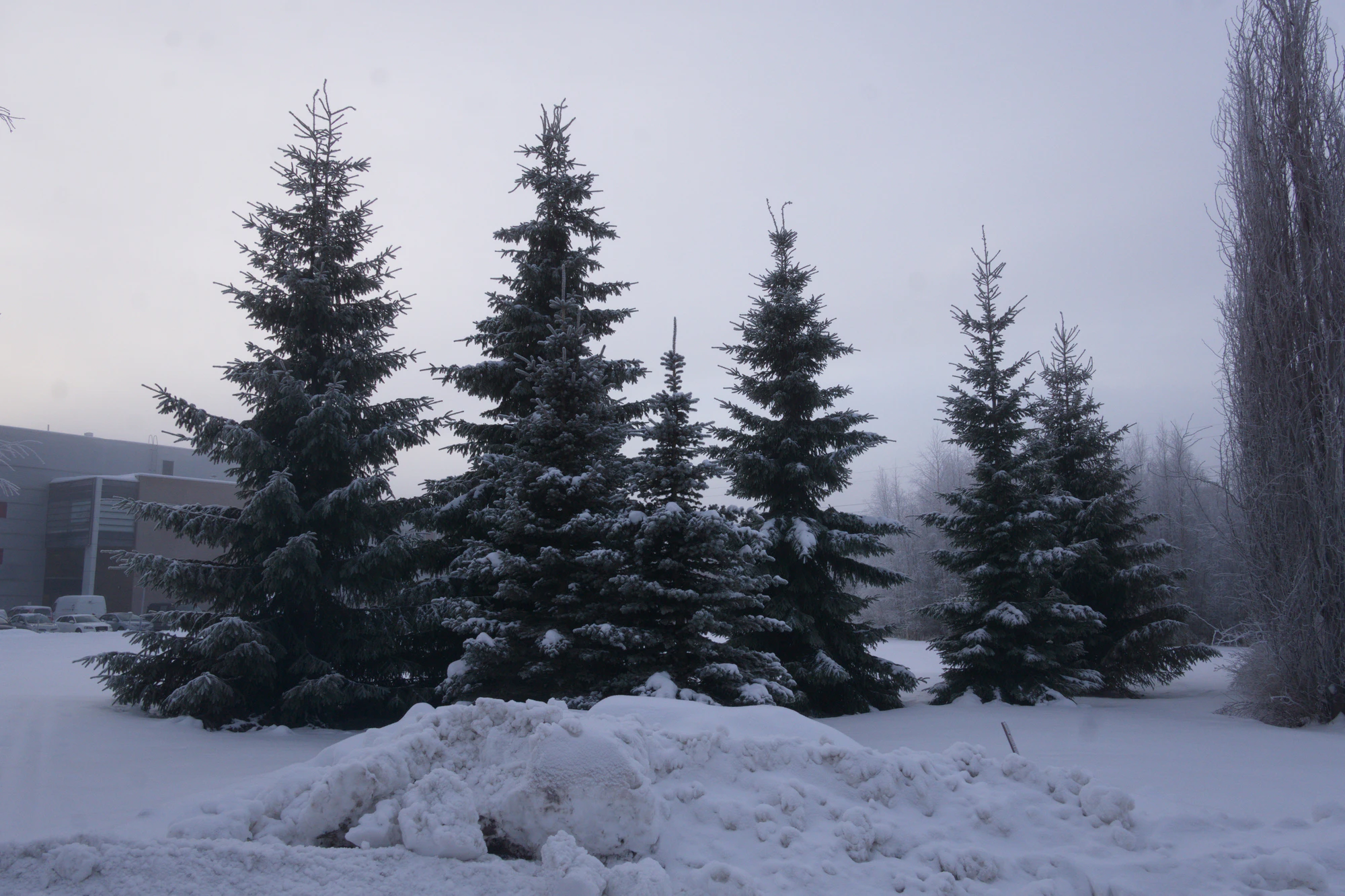 frosty trees 052 — Скачать