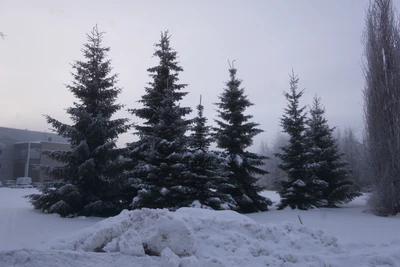 frosty trees 052 — Скачать