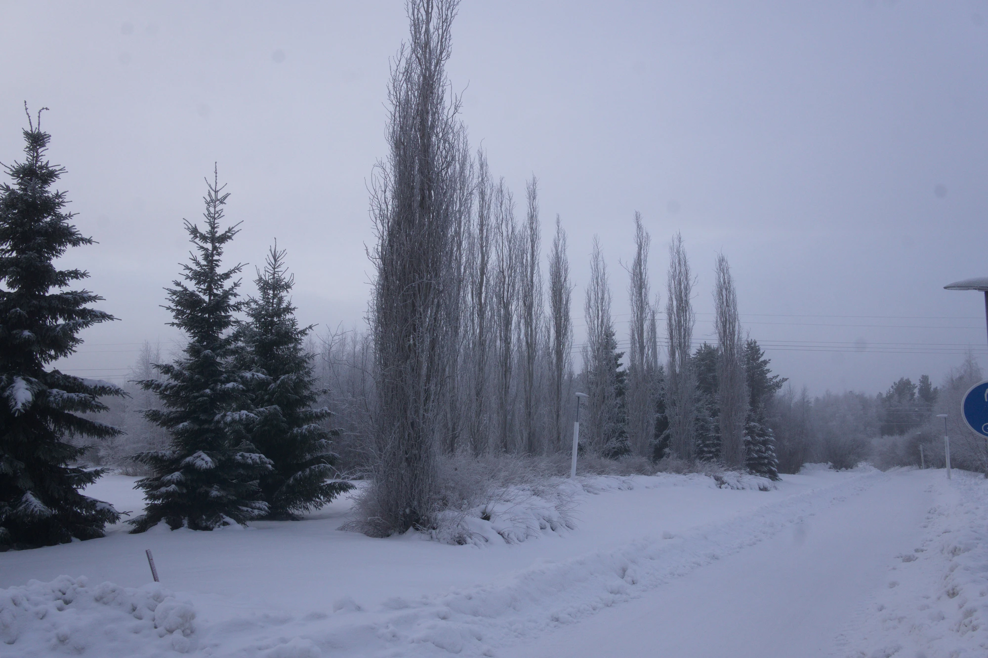 frosty trees 054 — Descargar