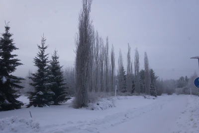 frosty trees 054 — Descargar