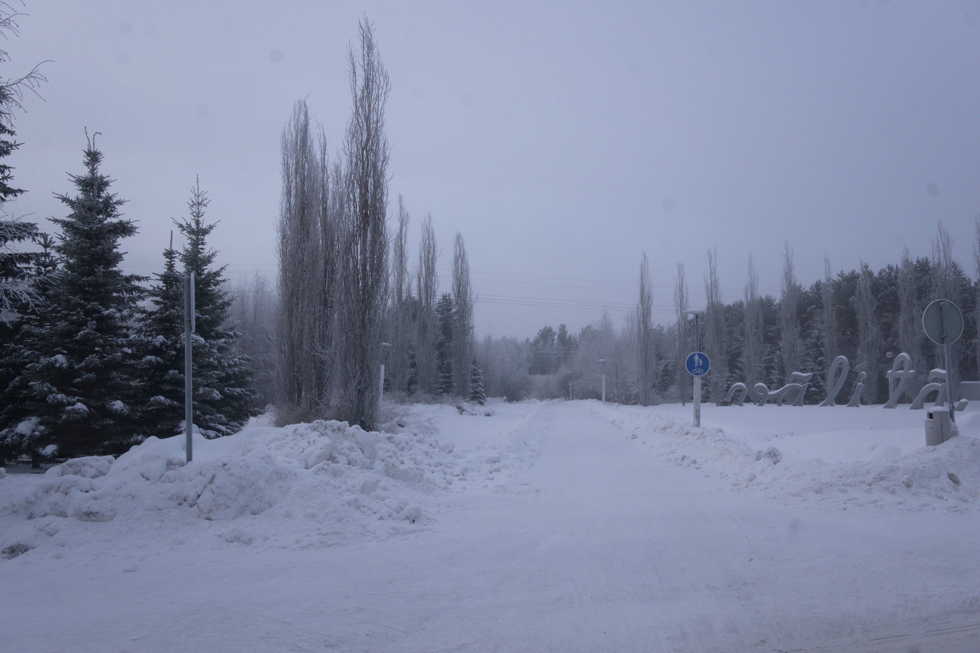 frosty trees 055 — Скачать