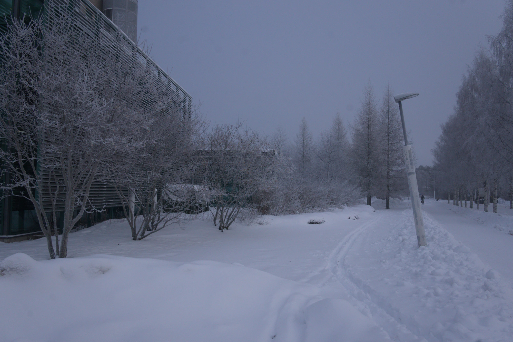 frosty trees 056 — Descargar