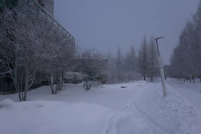 frosty trees 056 — Descargar
