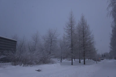 frosty trees 057 — Descargar