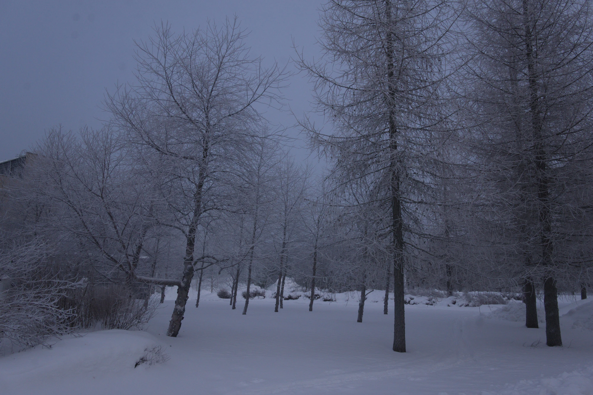frosty trees 058 — Скачать